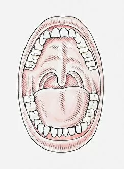 Pen And Ink Gallery: Illustration of opened mouth with two rows of teeth showing