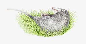 Lying On Side Prints: Illustration of Opossums (Didelphimorphia) playing dead in grass
