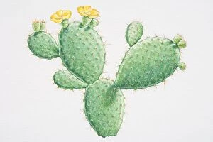 Succulent Plant Gallery: Illustration, Opuntia sp. Prickly Pear, yellow flowering cactus growing in flat rounded segments