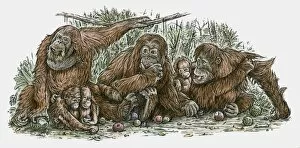 Images Dated 11th November 2009: Illustration of Orang-utan family feeding on fruit