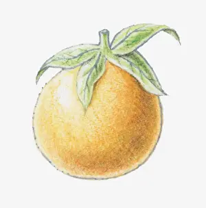 Citrus Fruit Prints: Illustration of an orange