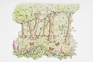 Images Dated 11th January 2008: Illustration of orange butterflies perching on flowers on forest floor