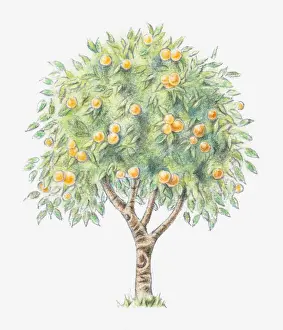 Fruit Tree Prints: Illustration of an orange tree