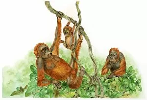 Illustration of Orangutan (Pongo) family with baby and adult male swinging from branch of tree