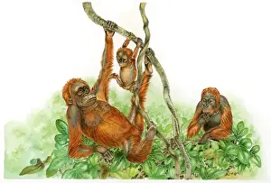 Swinging Prints: Illustration of Orangutan (Pongo)