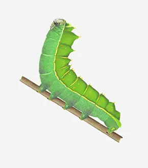 Illustration of Orizaba Silkmoth (Rothschildia orizaba) caterpillar on stem
