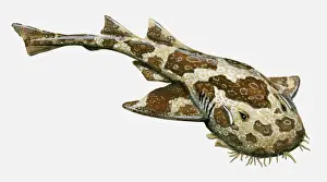 Sea Life Prints: Illustration of Ornate Wobbegong (Orectolobus ornatus)