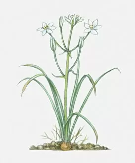 Green Gallery: Illustration of Ornithogalum umbellatum (Star-of-Bethlehem), perennial with white flowers and green