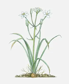Green Prints: Illustration of Ornithogalum umbellatum (Star-of-Bethlehem)