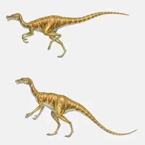 Illustration of two Ornitholestes dinosaurs, running and standing, side view