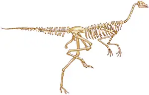 Prints of Anatomy, Animal Leg, Animal Skeleton, Animal Themes, Bipedal, Cretaceous, Death, Dinosaur, Extinct, Full Length, Illustration and Painting, Motion, No People, One Animal, Ornithomimus, Physiology Unlock the world's wonders with Dorling Kindersley's captivating illustrations – where knowledge meets artistry in every stroke: Illustration of Ornithomimus, bipedal dinosaur skeleton