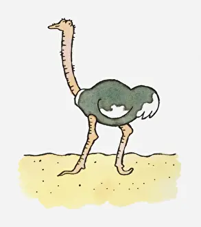 Ostrich Prints: Illustration of Ostrich (Struthio camelus) in desert