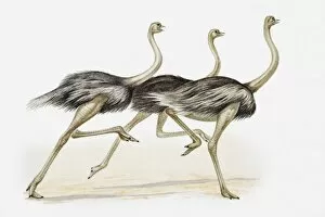 Illustration of three ostriches running