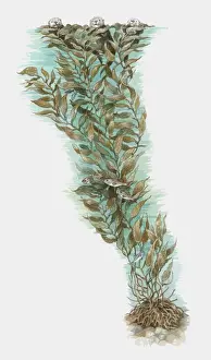 Ink And Brush Prints: Illustration of otters and fish using Giant Kelp (Macrocystis pyrifera) for camouflage and protectio