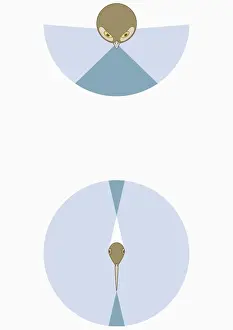 Illustration of Owls right and left monocular and binocular vision