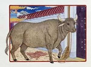 Illustration of Ox Inside the Gate, representing Chinese Year Of The Ox