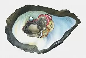 Illustration of oyster pearl