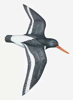 Flying Gallery: Illustration of an Oystercatcher (Haematopus sp.) in flight