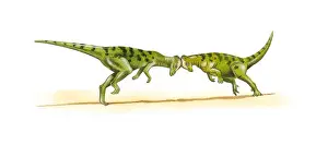 Green Prints: Illustration of two Pachycephalosaur dinosaurs head butting each other
