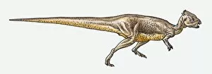 Images Dated 15th February 2010: Illustration of Pachycephalosaurus pachycephalosaurid