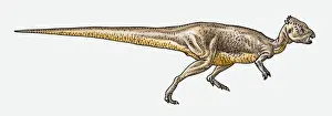 Cretaceous Prints: Illustration of Pachycephalosaurus pachycephalosaurid