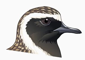 Images Dated 23rd September 2009: Illustration of Pacific Golden Plover (Pluvialis fulva), head profile