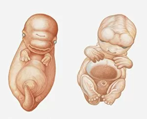 Images Dated 23rd March 2011: Illustration of Pacific White-sided Dolphin (Lagenorhynchus obliquidens) embryo at seven weeks