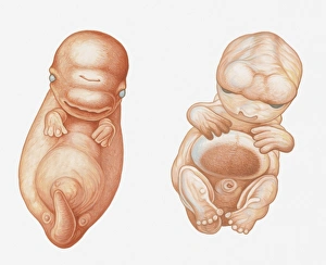Images Dated 23rd March 2011: Illustration of Pacific White-sided Dolphin (Lagenorhynchus obliquidens) embryo at seven weeks