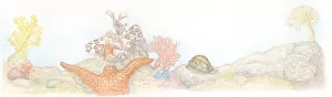 The End Prints: Illustration of Painted Prawn (Alope spinifrons) carrying piece of starfish