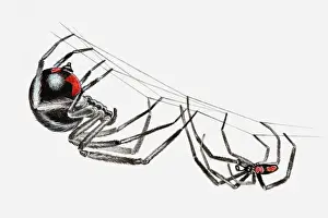 Female Animal Prints: Illustration of pair of Black widow spiders (Latrodectus sp)