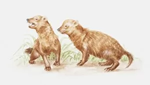 Illustration of pair of Bush dogs (Speothos venaticus)
