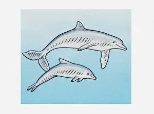 Illustration of pair of dolphins in the water