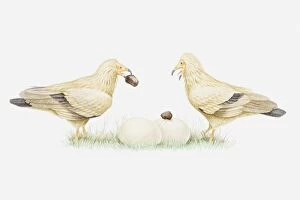 Illustration of pair of Egyptian vultures (Neophron percnopterus) dropping stones on ostrich eggs to crack them open