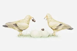 Vulture Prints: Illustration of pair of Egyptian vultures (Neophron percnopterus) dropping stones on ostrich eggs to crack them open