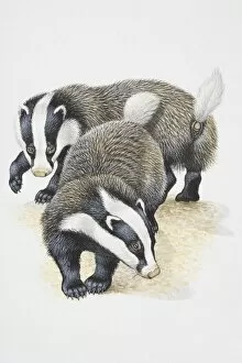 Illustration, pair of European Badgers (Meles meles), elevated view