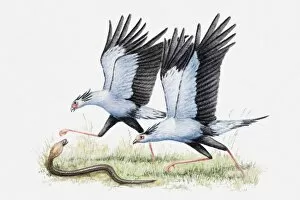 Illustration of a pair of Secretary birds (Sagittarius serpentarius) attacking a snake