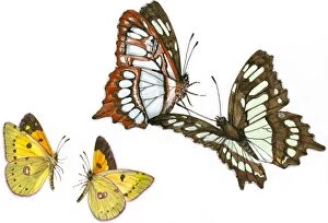 Illustration of pair of Swallowtail (Papilio) butterflies flying above small moths