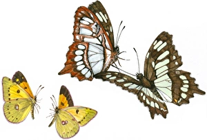 Images Dated 30th October 2008: Illustration of pair of Swallowtail (Papilio) butterflies flying above small moths