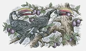 Images Dated 11th November 2009: Illustration of pair of White-throated Toucan (Ramphastos tucanus) perching on branch feeding on fru