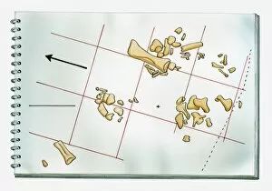 Images Dated 25th March 2011: Illustration of palaeontological chart showing position of dinosaur bones discovered during a dig