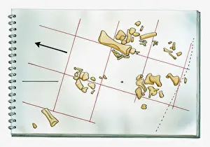 Animal Bone Prints: Illustration of palaeontological chart showing position of dinosaur bones discovered during a dig