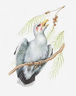 Images Dated 24th May 2010: Illustration of a Palm nut vulture (Gypohierax angolensis) feeding on nuts of oil palm