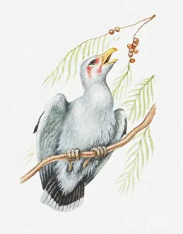 Vulture Prints: Illustration of a Palm nut vulture (Gypohierax angolensis) feeding on nuts of oil palm