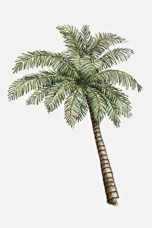 Images Dated 4th January 2011: Illustration of a palm tree