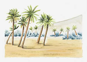 Images Dated 15th December 2011: Illustration of palm trees in sand