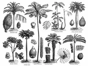 Tropical Climate Gallery: Palms
