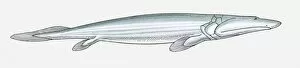 Images Dated 9th April 2010: Illustration of a Panderichthys, a fish from the Devonian period