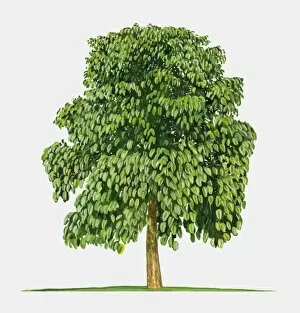 Images Dated 2nd September 2009: Illustration of Pangium edule (Kepayang), large tree with green leaves