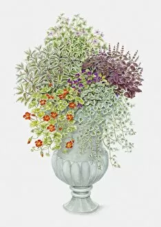 Illustration of Pansy, Ground Ivy, Sage, Basil, and Nasturtium in summer urn