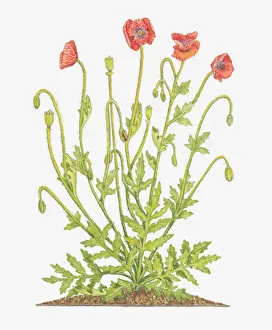 Poppy Prints: Illustration of Papaver rhoeas (Common poppy)